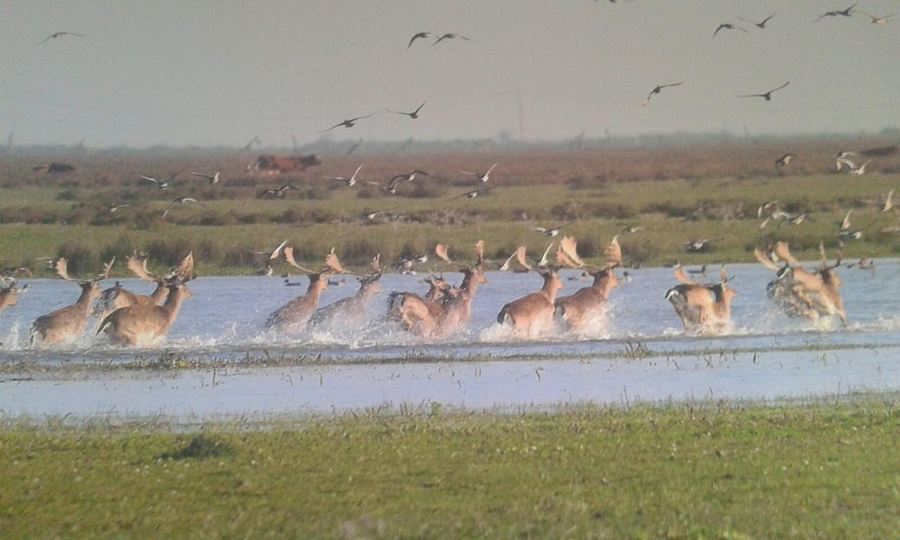 Pinos Casa de Campo Hinojos